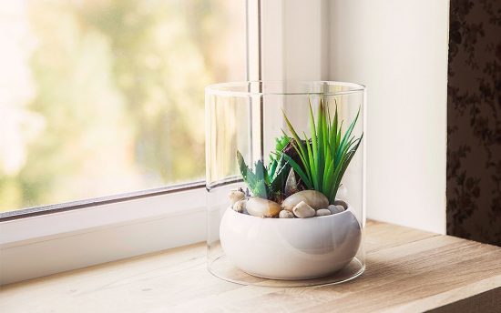Arranjo com plantas envolto em vidro fechado, em cima de uma prateleira de madeira que está diante de uma janela de vidro transparente.
